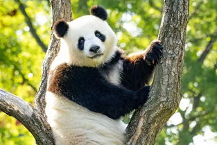 德国柏林动物园大熊猫 梦梦 有可能已怀孕