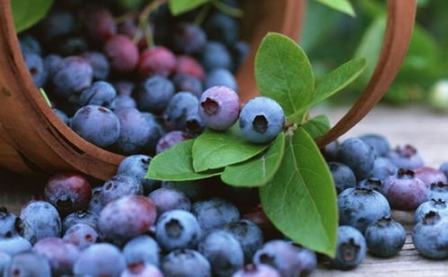 蓝莓是热性还是凉性,蓝莓是热性还是凉性