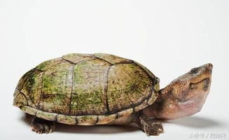 2019年最新乌龟种类大全,128种乌龟你一共认识多少个 