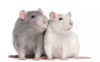 研究表明人类与老鼠基因相似度90 ,人类老鼠存在什么关系