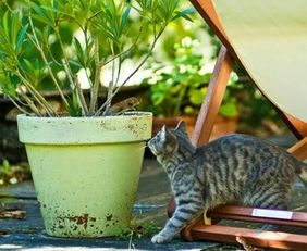 如何制止猫吃花草,怎样防止家里猫咪不吃花