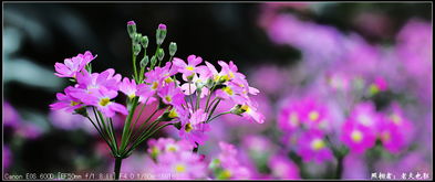 小痰盂爬山看花花