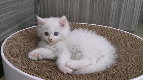 捕获一只纯白异瞳缅因小奶猫,名字叫三分,不是仙女是仙男