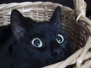 猫咪眨眼时间创纪录 猫咪眼睛健康离不开牛磺酸的呵护 