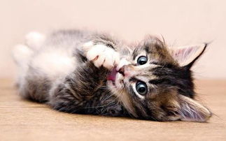 猫咪得口炎有哪些症状 猫咪口炎怎么治疗 