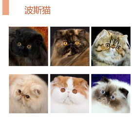 猫掌柜PPT分享 中国品种猫繁育的现状