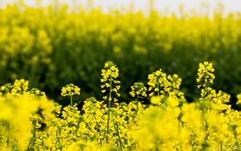 2016上海奉贤油菜花节时间地点 2016上海奉贤油菜花节活动安排