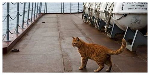 航母上老鼠泛滥怎么办 美军养猫不管用,中国这办法最有效