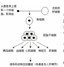 以下是生物学技术制备抗体的两个途径模式简图. 1 上图中过程①的完成采用的方法有 .依据的生物学原理 , 2 过程④要用到的酶是 .过程⑥进行时一般用 处理细胞 