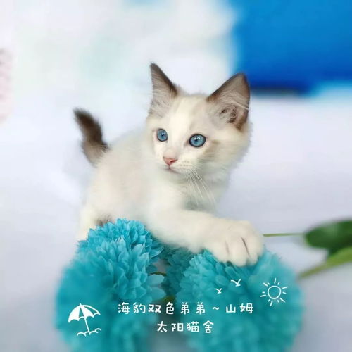 一只金牛座的猫...... 