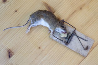 老鼠有毒吗 