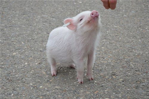 属猪的今年多大,属猪的几月出生最好,属猪的和什么属相配 
