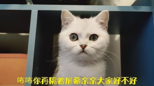 小猫咪亲亲铲屎官和看到视频的宝贝,太幸福了 