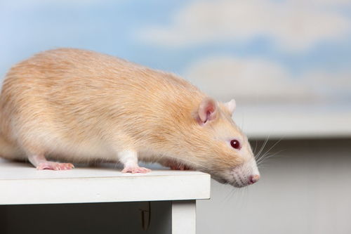 大鼠和小鼠的区别是什么 
