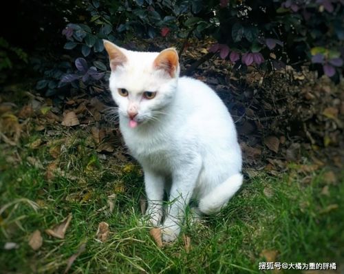 女子养了一只流浪猫,每天都会等她,还带3只小猫讨食,不是猫妈