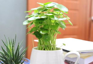办公室植物有何风水作用 办公室植物的风水要点