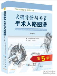 猫骨骼正面解剖图 搜狗图片搜索