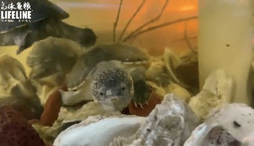 室内龟屋系列 凶猛的萨尔文巨蛋龟能混养吗