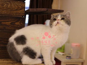青岛哪里的加菲猫较便宜多少钱一只 青岛哪里有几百块钱加菲猫