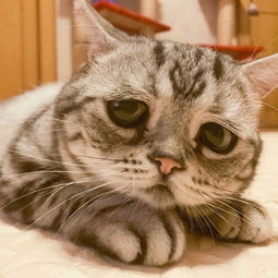 可爱又带点伤感的猫咪图片2017 一只看上去自带悲伤的小猫咪 ....