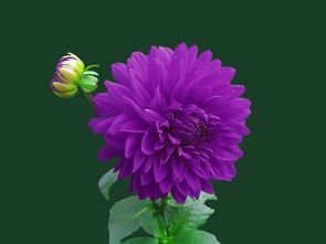 花,紫色,花的,自然,植物,盛开,背景,春,开花,多彩 