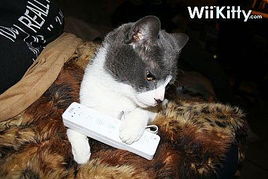 圣诞了 猫咪也喜欢任天堂Wii主机 图 