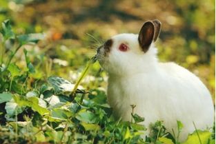 小兔子的特征 