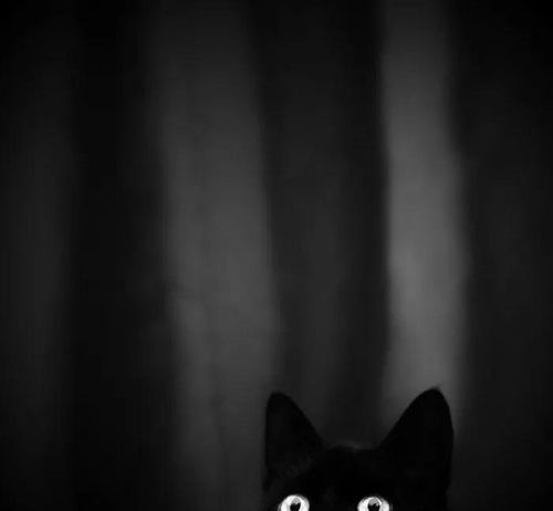 自带神秘感的黑猫,是那么的让人着迷