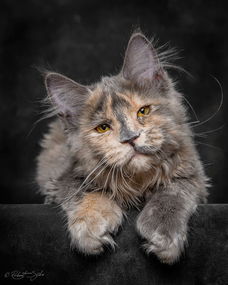 王者风范凸显 充满威严的缅因猫肖像 