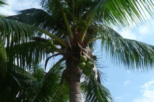 椰子树是什么样子的 