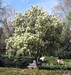 开白花的石楠树全名叫什么？