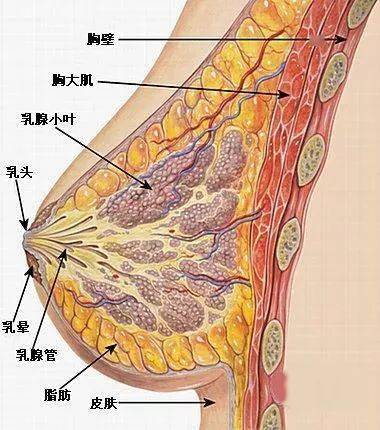 8名女性亲属患乳腺癌后,白宫新闻秘书主动切除双乳