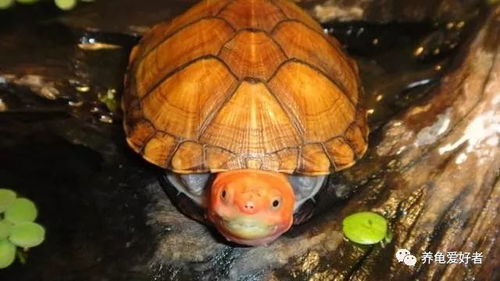 有人说蛋龟更适合用缸养,你是这么认为的吗