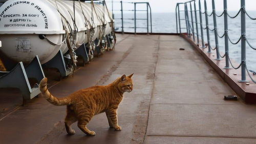 俄万吨核潜艇上养猫 待遇比舰长还高,海军士兵没了它都不想打仗 