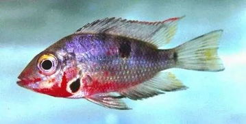 每天认识一种鱼 594 丨火口鱼 张开大嘴,一口血红色