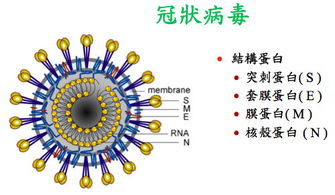 抗MERS有望 兴大侯明宏团队开发新药 AM1 有成