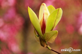 给花征名啦 西安植物园2个玉兰新品种等你来起名