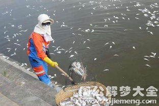 梦见母亲打捞死鱼是什么意思