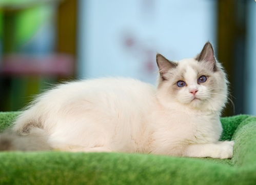 似女神一样的布偶猫,称得上是猫中贵族,浅谈布偶猫的品种与价格