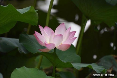 1月,缘分桃花频频招手,真爱落幕,收获幸福生活的3大生肖 爱情 