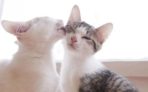 当你亲吻猫咪时,在它眼中是这样的