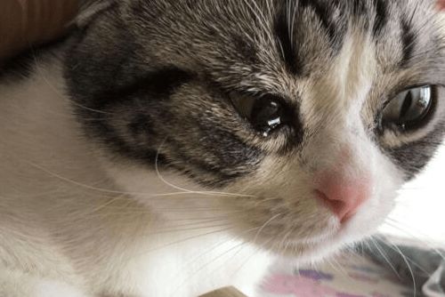 养宠经验 猫眼睛有白膜遮住眼球