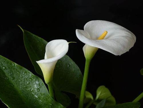 白色马蹄莲的花语是什么,白色马蹄莲有什么寓意吗