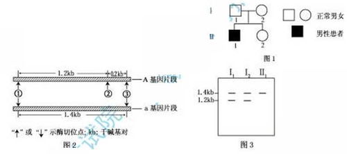 一个处于平衡状态的群体中a基因的频率为q.如果Ⅱ2与一个正常男性随机婚配,他们第 