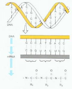 DNA或RNA怎样储存遗传信息