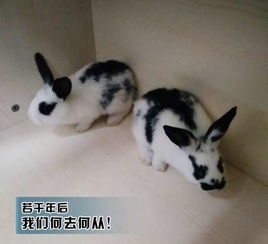 大学宿舍养兔子,一公一母,来年生一窝