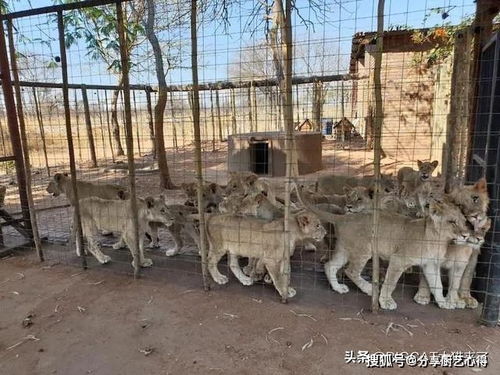 8000只狮子要被安乐死 南非 养狮业 走到尽头,有人已等了16年