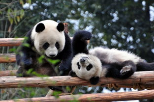 成都上榜 世界最值得旅游城市 美食熊猫成名片