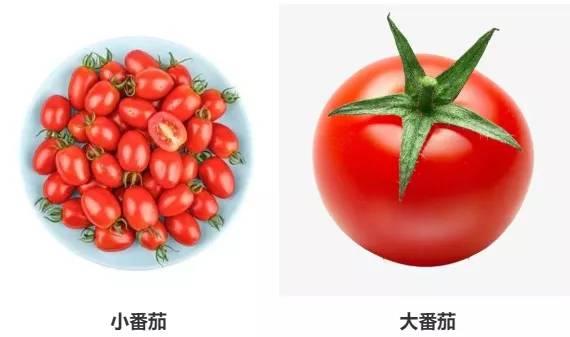 减肥吃小番茄还是大番茄 为什么医生不建议吃小番茄