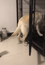 狗在笼子里吃食物,猫从后面扑上去,抱着狗腿一顿啃,猫 啃不动